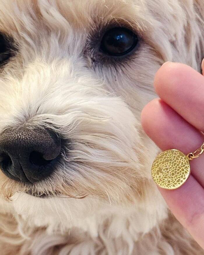 Nasenabdruck Kette in Weißgold hängt vor einem jungen Maltipoo.