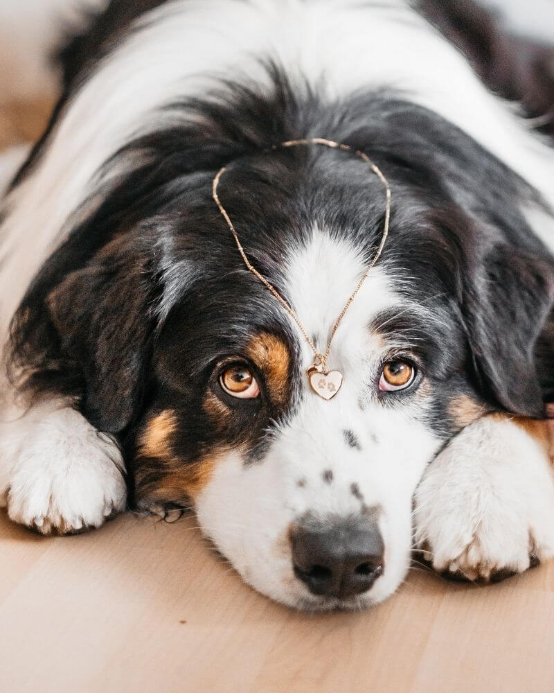 Mizodia Herzanhänger mit zwei Pfoten Gravur neben einem liegenden Hund.