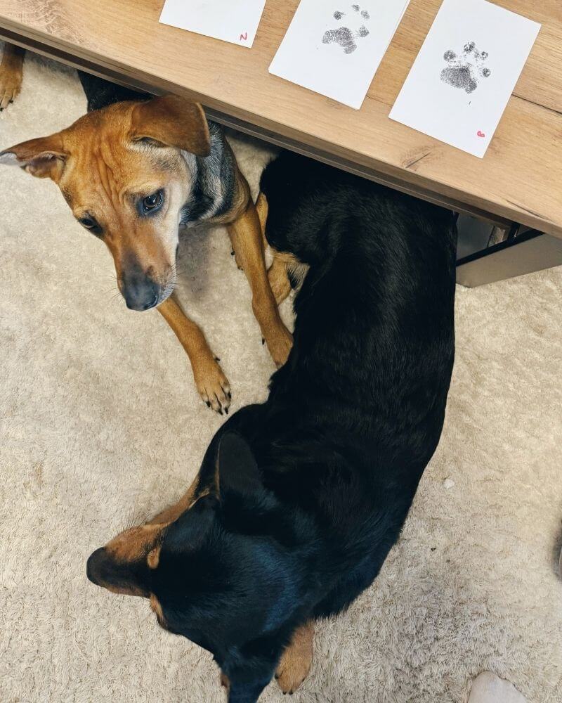 Zwei Hunde liegen neben ihren Pfotenabdrücken.